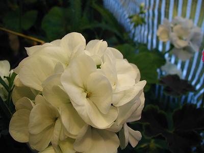 gallery_6954_1329_7911.jpg