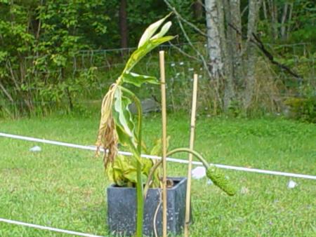 gallery_11926_1332_126847.jpg