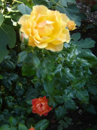 gallery_2985_1331_116548.jpg