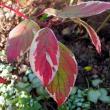 tn_gallery_387_1193_30935.jpg
