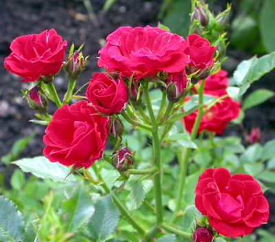 gallery_276_1248_27321.jpg
