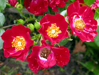 gallery_276_1248_42811.jpg