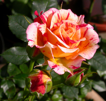 gallery_276_1248_54804.jpg
