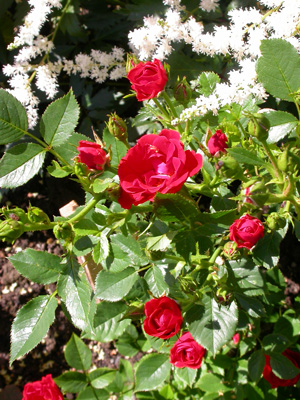 gallery_276_1248_81515.jpg