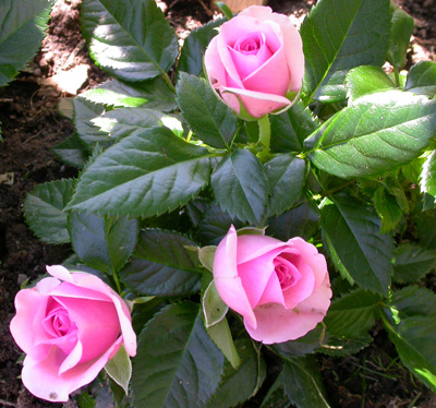 gallery_276_1248_9194.jpg