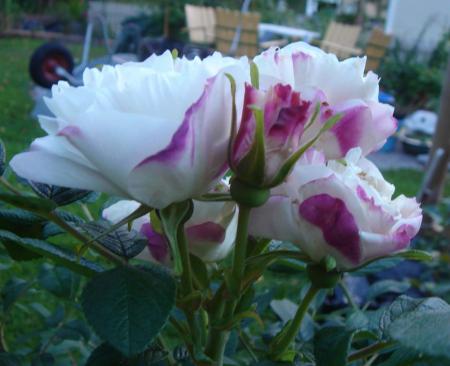 gallery_12879_1299_15294.jpg