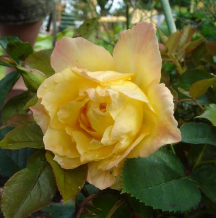 gallery_12879_1299_48313.jpg