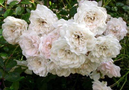 gallery_276_1248_1266.jpg