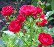 tn_gallery_276_1248_27321.jpg