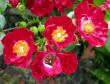 tn_gallery_276_1248_42811.jpg