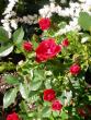 tn_gallery_276_1248_81515.jpg