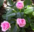 tn_gallery_276_1248_9194.jpg