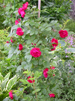 gallery_276_1292_50672.jpg