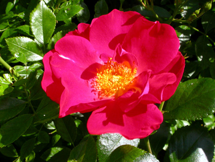 gallery_276_1292_7710.jpg