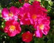 tn_gallery_276_1292_61755.jpg
