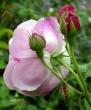tn_gallery_276_1292_64252.jpg