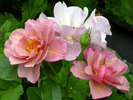 gallery_276_1292_20228.jpg