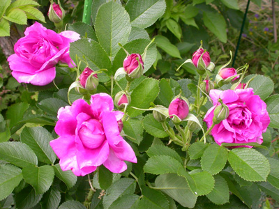 gallery_276_1292_26932.jpg