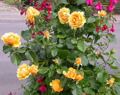 gallery_276_1292_50853.jpg