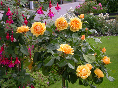 gallery_276_1292_96119.jpg
