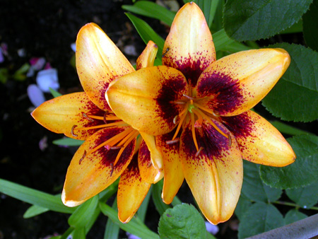 gallery_276_1323_48624.jpg