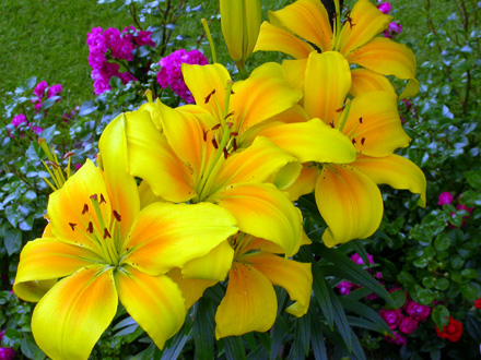 gallery_276_1323_66052.jpg