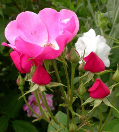 gallery_276_1292_35840.jpg