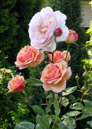 gallery_276_1292_46588.jpg