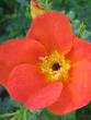tn_gallery_12619_1272_120335.jpg