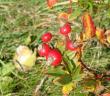 tn_gallery_12789_1345_66273.jpg