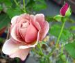 tn_gallery_276_1292_12221.jpg