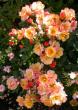 tn_gallery_276_1292_17782.jpg
