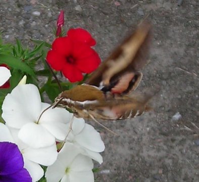 gallery_1224_1350_15735.jpg