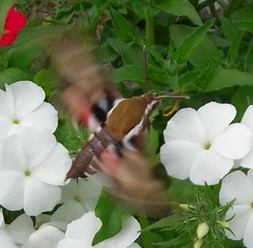 gallery_1224_1350_19414.jpg