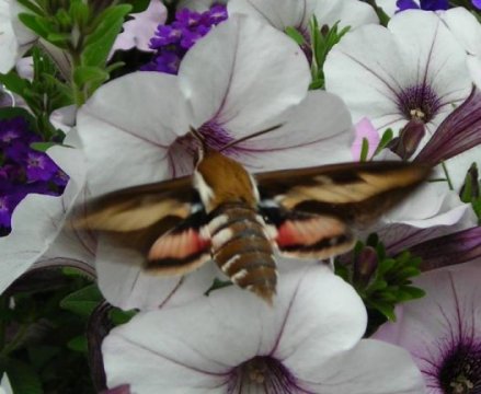 gallery_1224_1350_28479.jpg