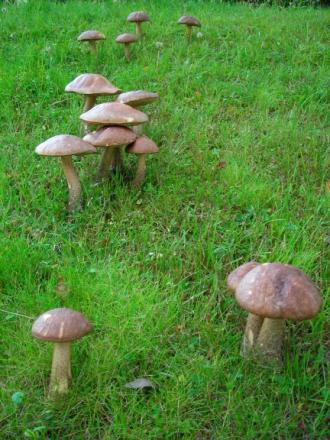 gallery_1224_1350_34235.jpg