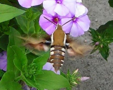 gallery_1224_1350_9629.jpg