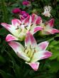 tn_gallery_276_1323_55697.jpg