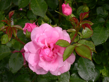 gallery_276_1250_8489.jpg