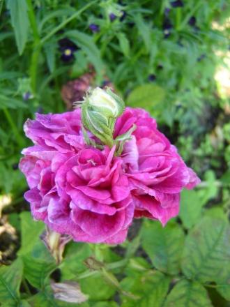 gallery_2985_1337_63098.jpg