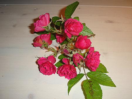 gallery_3819_1356_102879.jpg