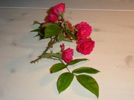 gallery_3819_1356_82906.jpg