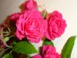 tn_gallery_3819_1356_102077.jpg