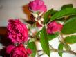 tn_gallery_3819_1356_18893.jpg