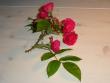 tn_gallery_3819_1356_82906.jpg