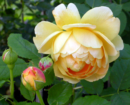 gallery_276_1247_47313.jpg