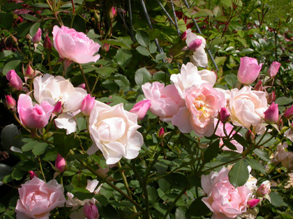 gallery_276_1271_64105.jpg
