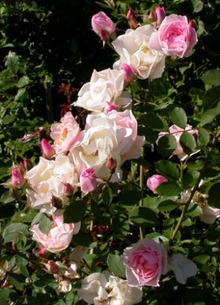 gallery_276_1271_73154.jpg