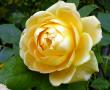tn_gallery_276_1247_2149.jpg