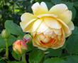 tn_gallery_276_1247_47313.jpg